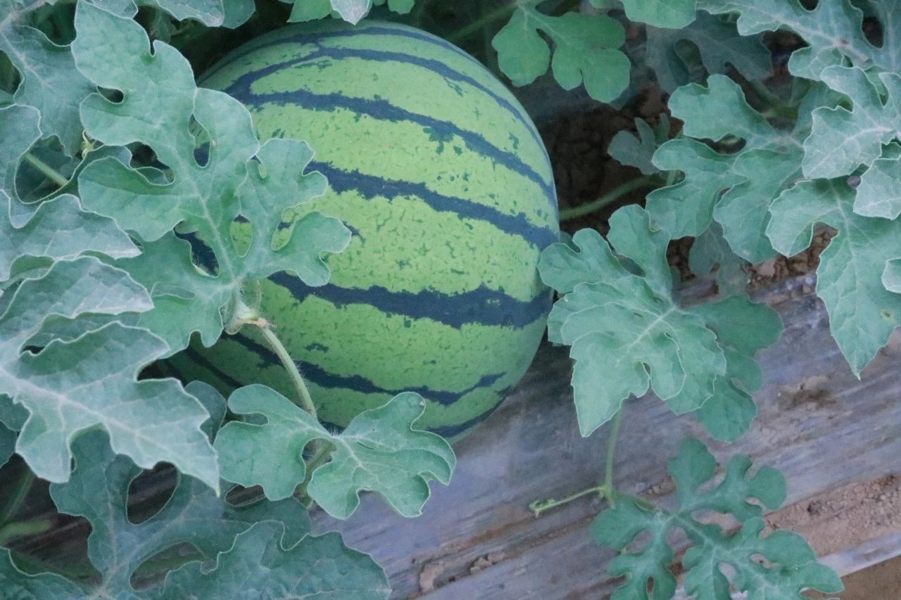 487286b773158e1520832ff58c4266c1.jpg 487286b773158e1520832ff58c4266c1.jpg