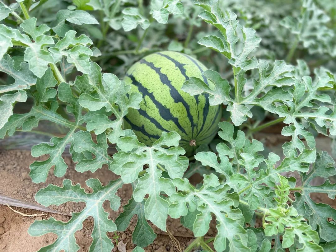 bf50eae3c55f628f784d67a05c46b4fb.jpg bf50eae3c55f628f784d67a05c46b4fb.jpg