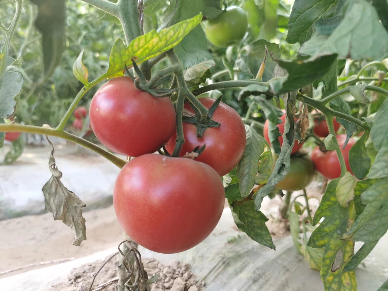 0f01111db0c3d647f0eda757274f6f4c.jpg 0f01111db0c3d647f0eda757274f6f4c.jpg