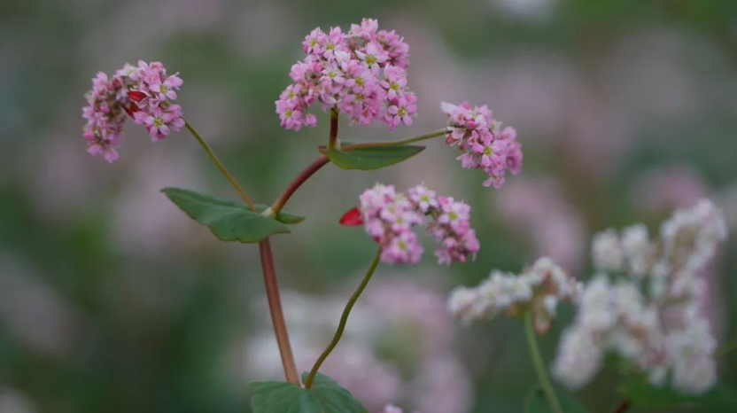 盐池·麻黄山首届荞麦花节暨休闲农业乡村旅游文化促消费活动来啦！