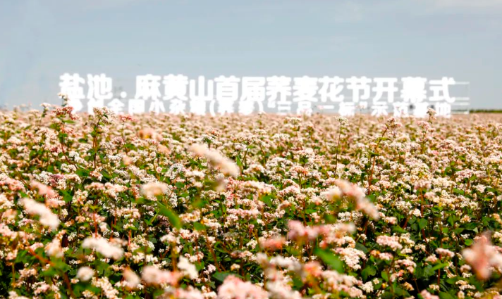 首届荞麦花节在盐池举办