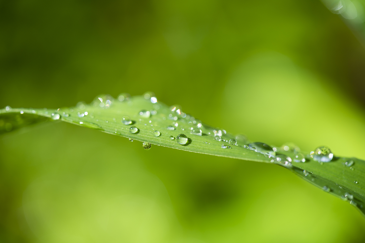 二十四节气 |今日白露 