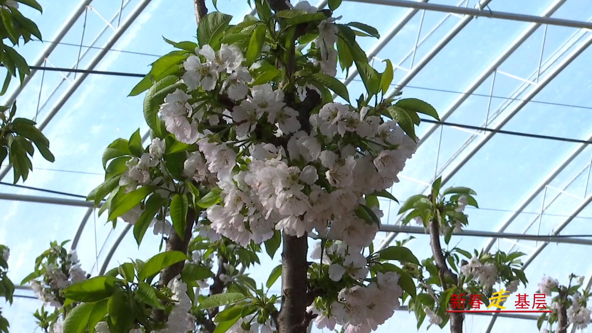 沟沿村：樱桃花满枝 寒冬结“富”果