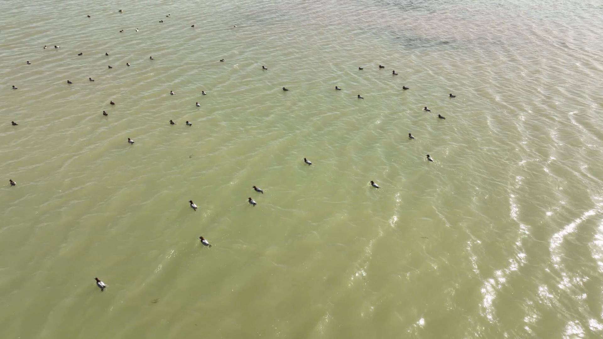 春风至候鸟归 相聚盐州河湖湿地