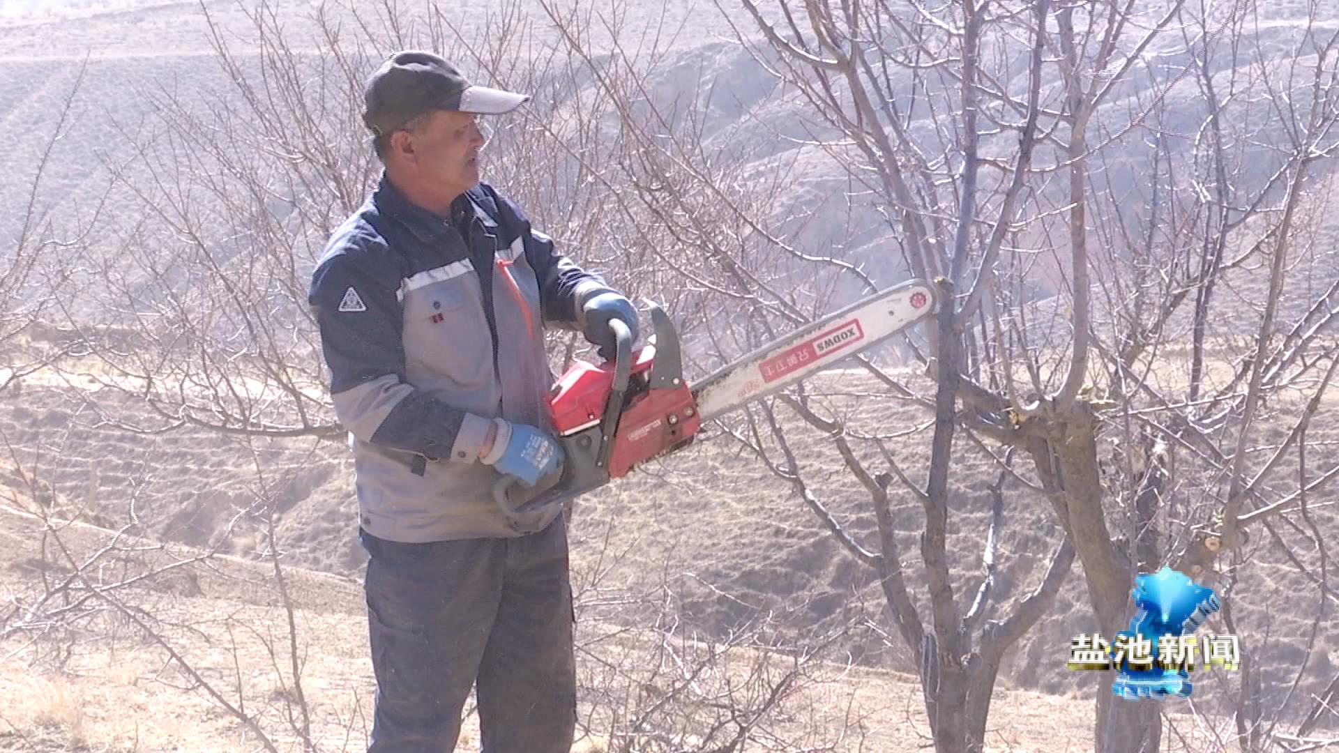 杏树修剪正当时 打通“杏”福致富路