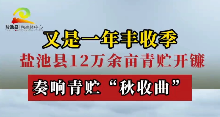 又是一年丰收季 || 盐池县12万余亩青贮开镰奏响青贮“秋收曲” 