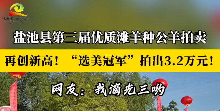 盐池县第三届优质滩羊种公羊拍卖   再创新高！“选美冠军”拍出3.2万元！