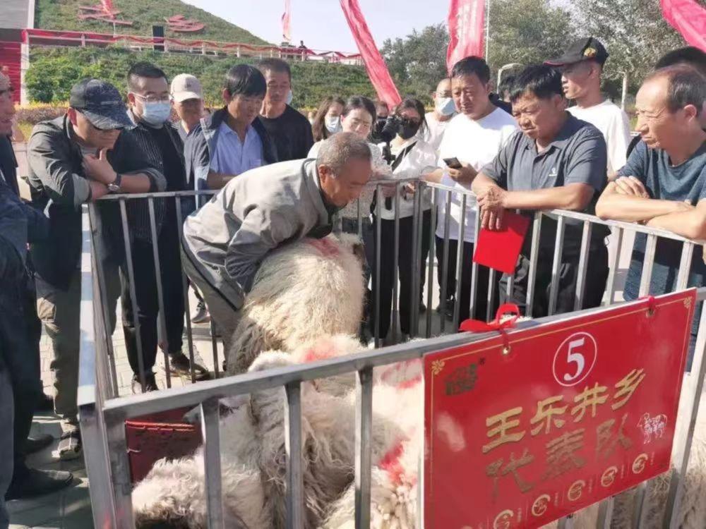 盐池滩羊获得两项新荣誉