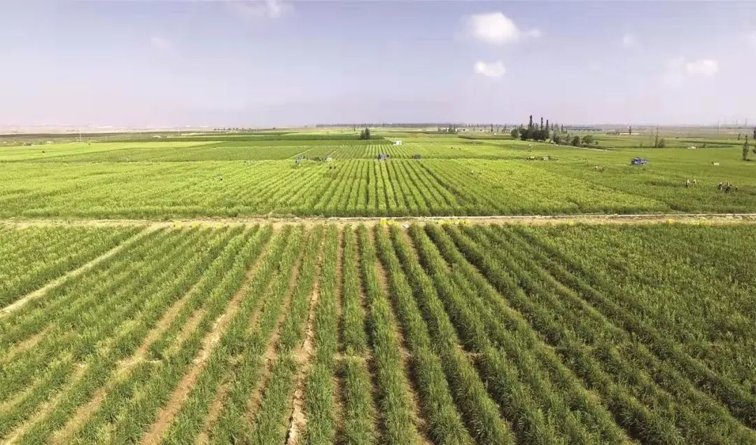 惠安堡镇大坝村：深抓黄花产业 铺就富民之路      