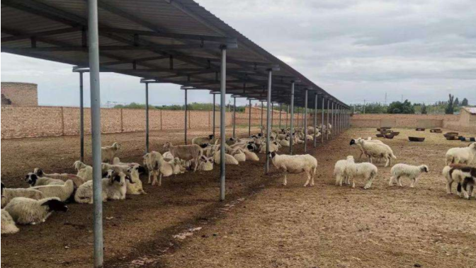 宁夏盐池：隰宁堡村发&ldquo;羊&rdquo;财