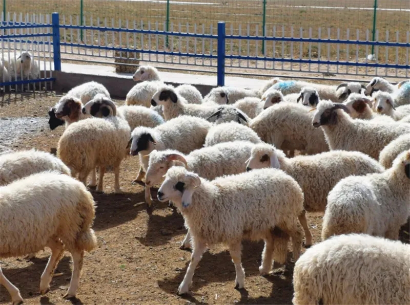 宁夏滩羊产业高质量发展标准体系出炉
