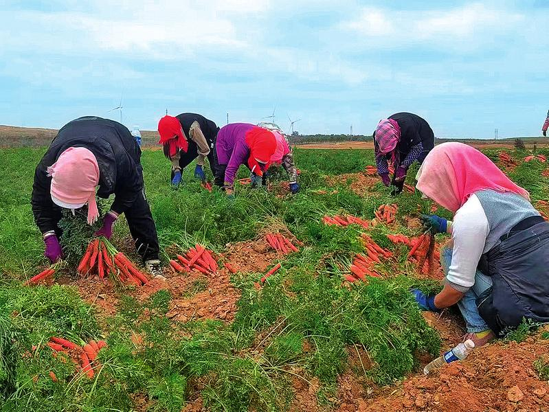 广袤田野奏出&ldquo;丰收之歌&rdquo;    