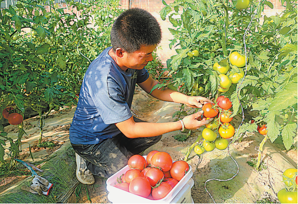 盐池高沙窝温棚西红柿产值近300万元