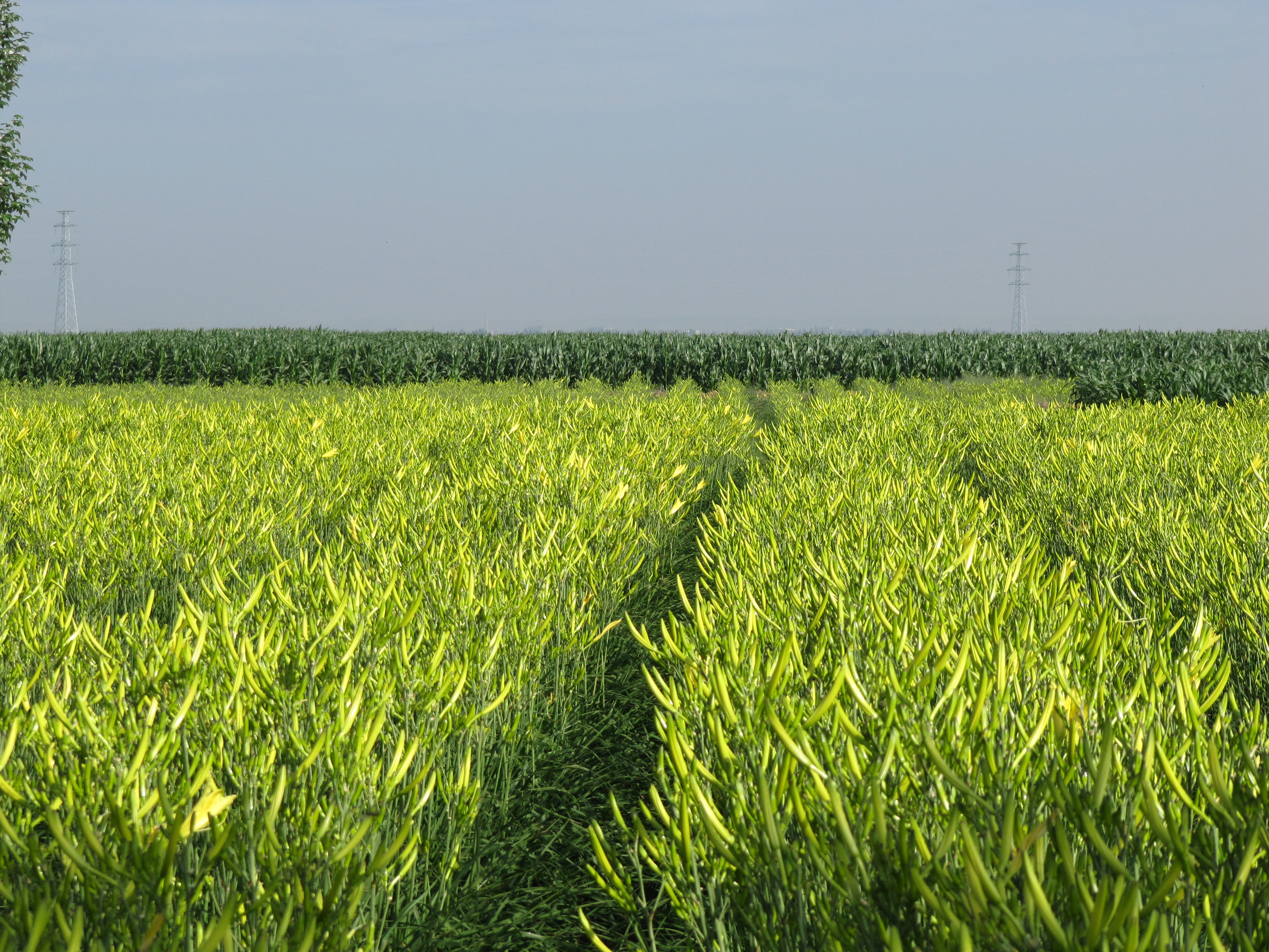 盐池有8万亩国家黄花菜绿色生产示范区