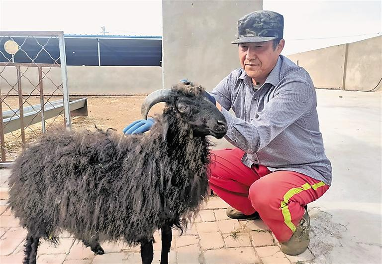 百年宁夏黑滩羊的困局与新局