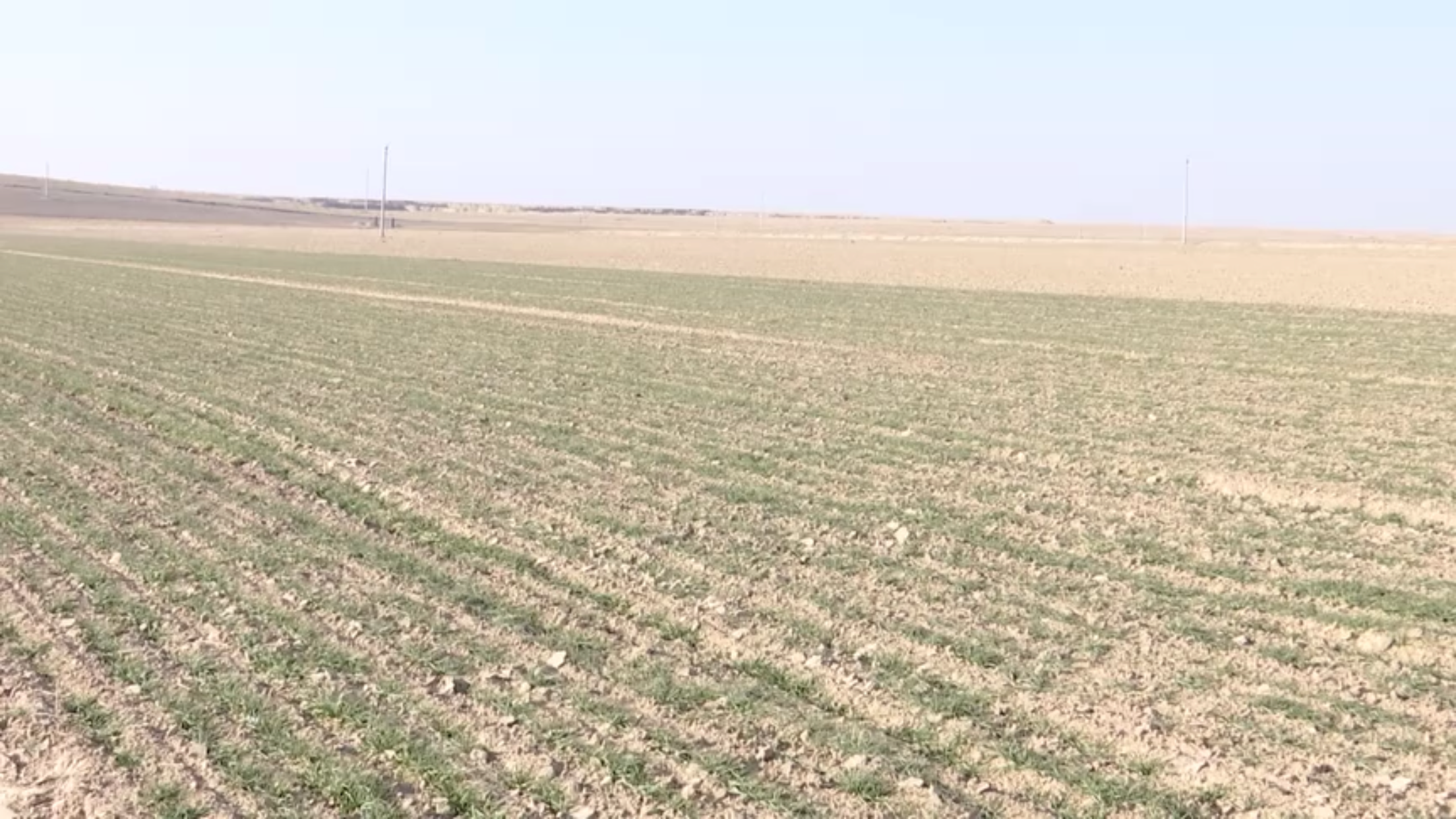 盐池县冬小麦出苗见绿静待&ldquo;风吹麦浪&rdquo;   