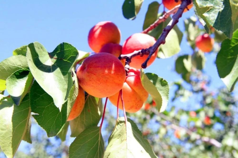 吴忠市再添4个！全国名特优新农产品公布，有你家乡的特产吗？