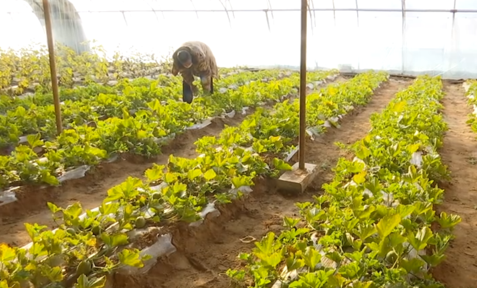 盐池县方山村：芝麻香瓜托起&ldquo;香甜&rdquo;致富梦