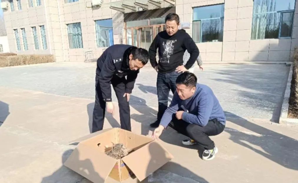 暖心！警民携手救助&ldquo;落难&rdquo;猫头鹰