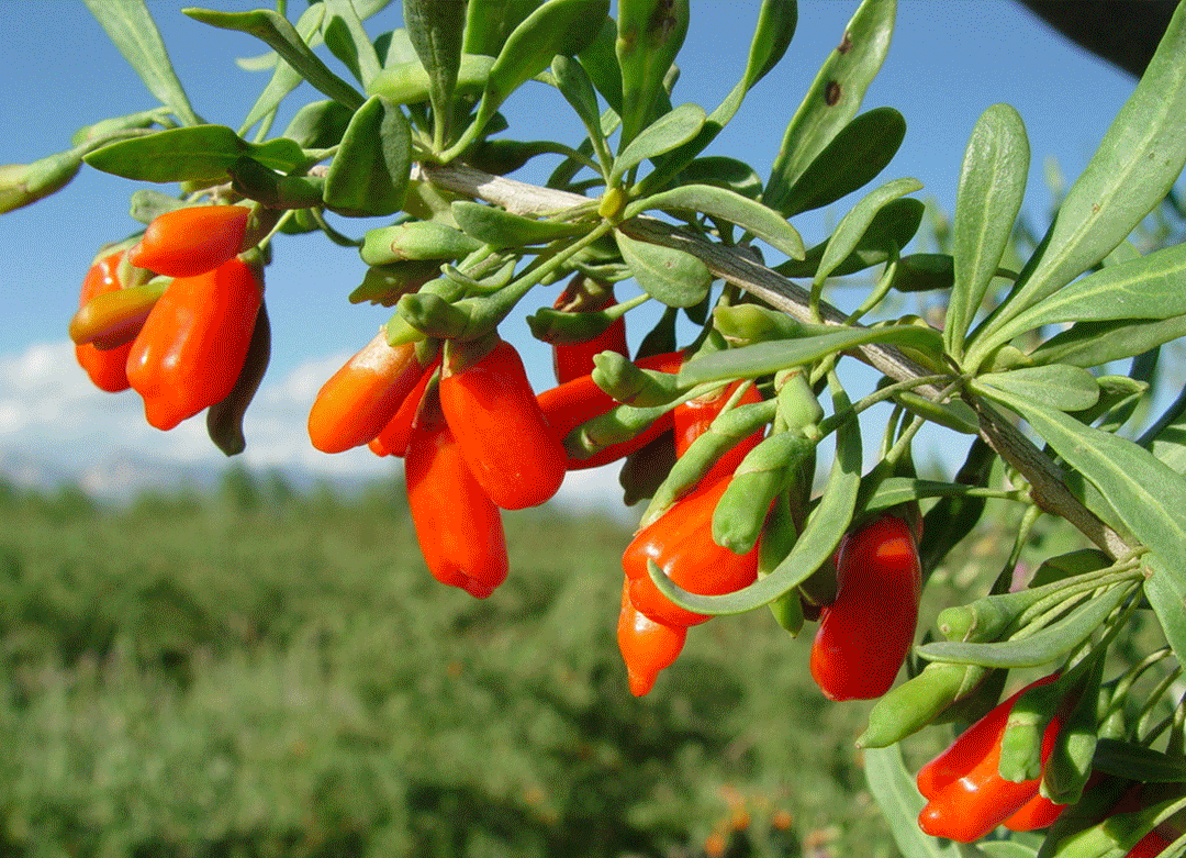 宁夏新增10个全国名特优新农产品