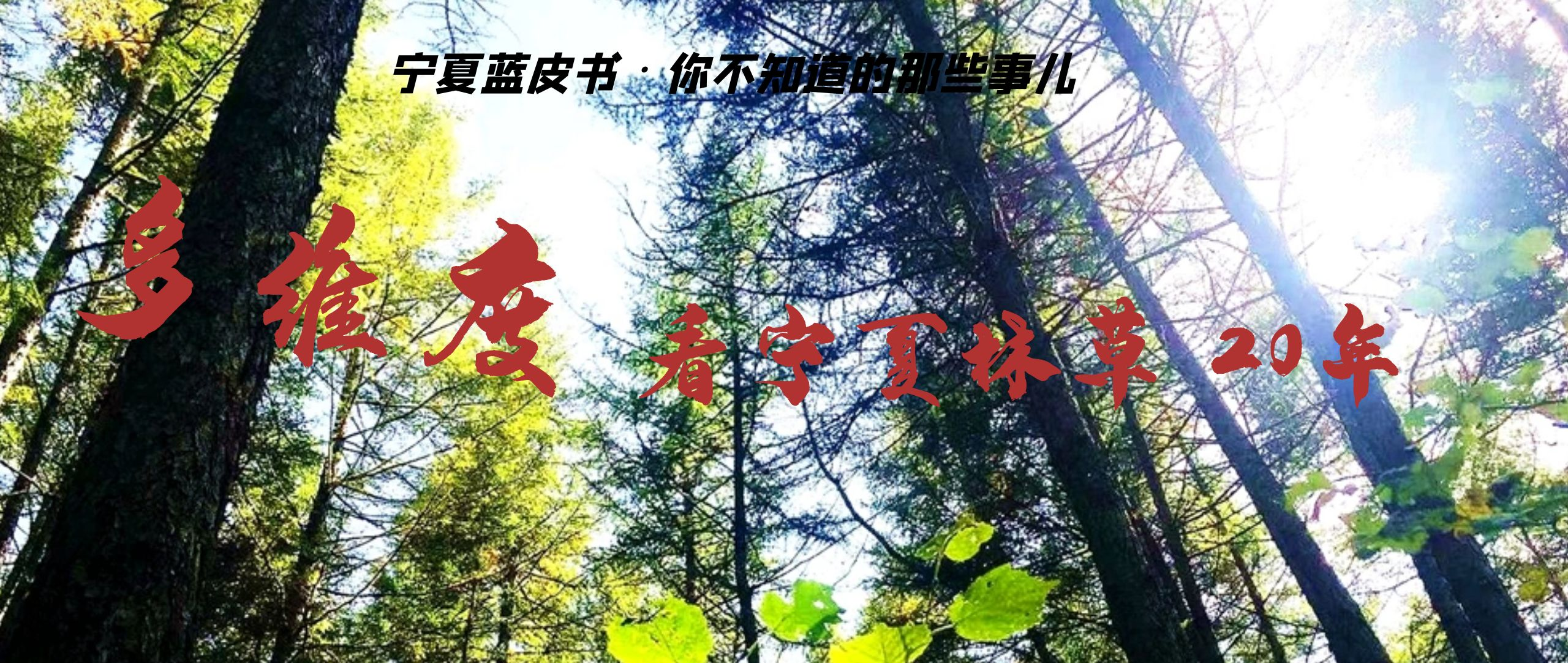 世界森林日，换个角度看宁夏林草20年 