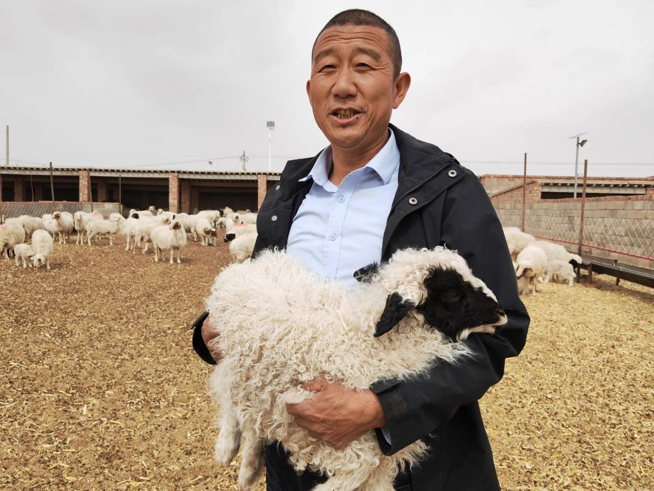 冯记沟乡雨强村：滩羊里的致富密码