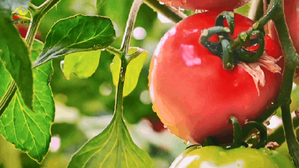 高沙窝西红柿红了！盐池县高沙窝2023年首届乡村文化旅游采摘节４月25日启动