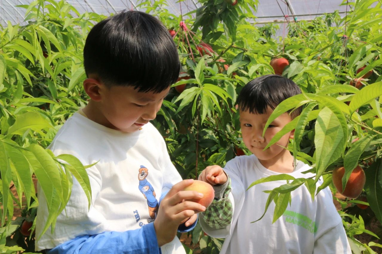 五一采摘季！来盐池，鲜桃、香瓜、西红柿、西瓜等你来尝