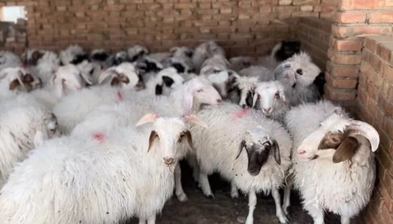 一季度宁夏饲养滩羊及改良羊957.4万只 