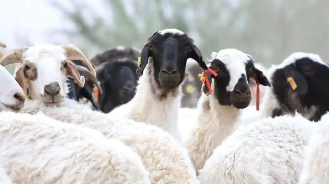 赞！吴忠市名特优新农产品认证数居全区第一