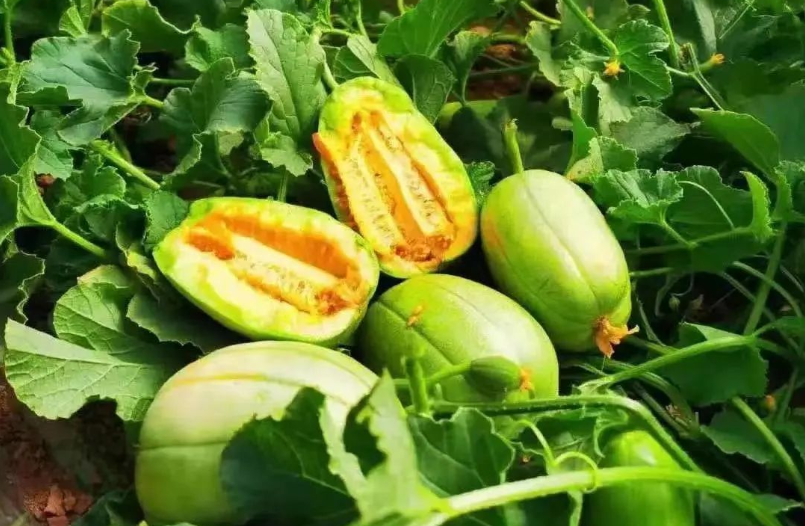 青山乡第四届芝麻香瓜节 让你&ldquo;瓜目相看&rdquo;！