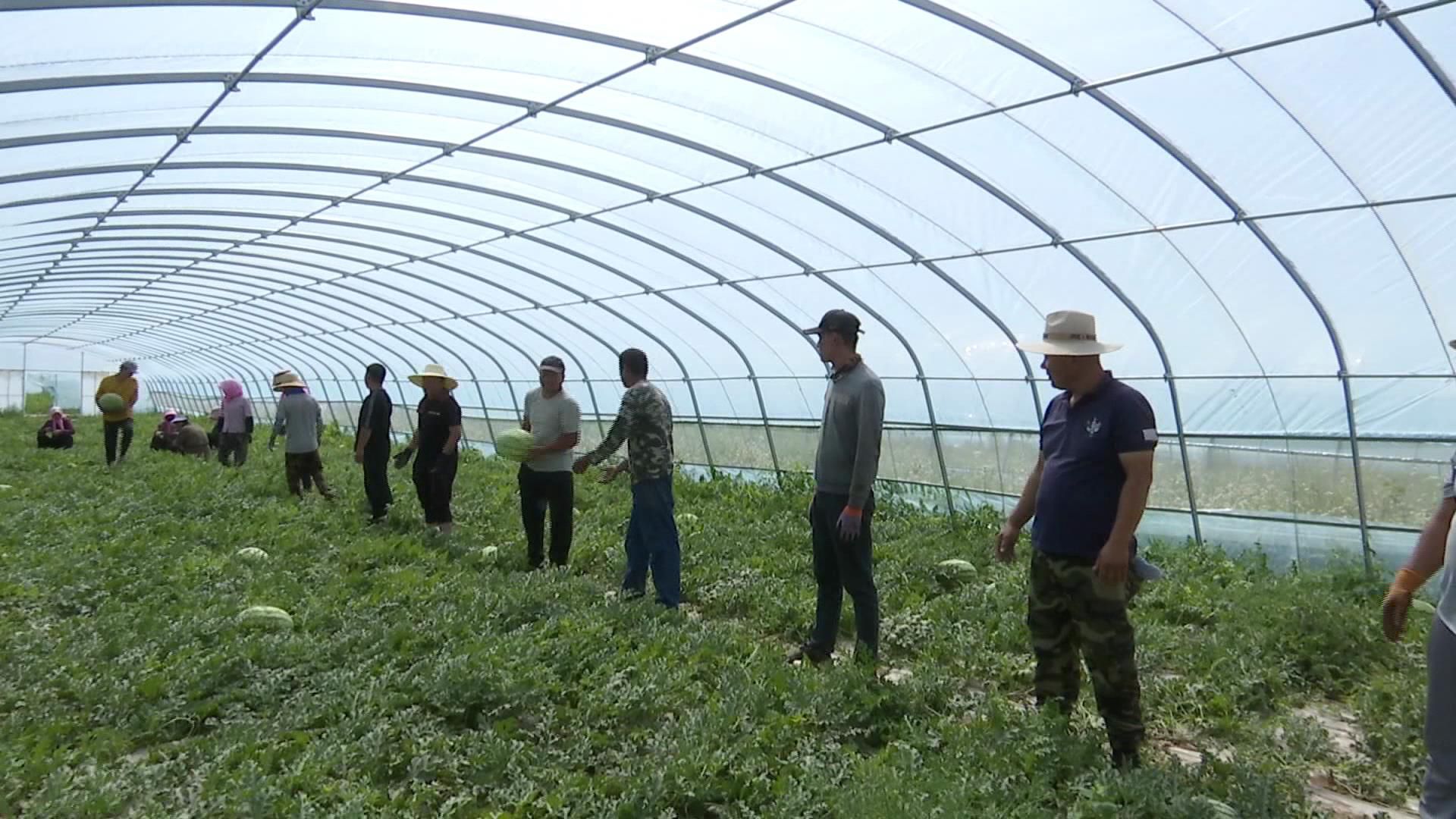 盐池县平台村：西瓜新鲜上市 产业助农增收致富