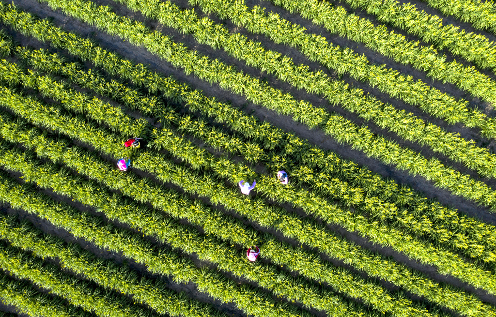 【乡村振兴看盐池】盐池县惠安堡镇：黄花菜产业拓宽群众增收致富路