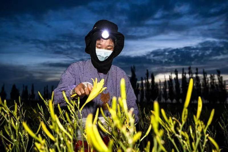 遍地黄花遍地金！盐池8.1万亩黄花菜进入采摘季