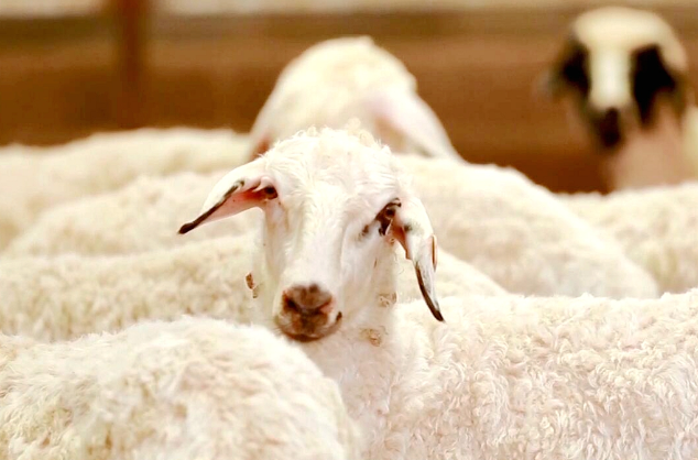 宁夏这只身价百亿的羊，到底是如何炼成的？