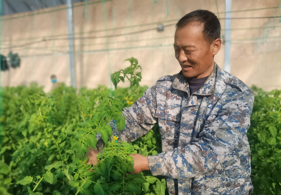 山海情未了！盐池县闽宁协作助推产业跑出“加速度”