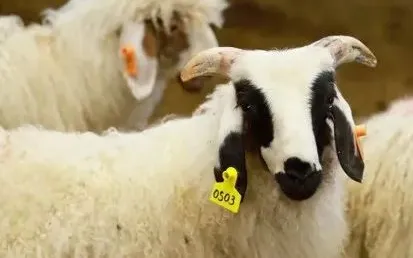 乡村振兴看盐池 | 四墩子村: 扩宽增收渠道 壮大村集体经济