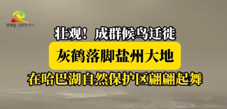 壮观！成群候鸟迁徙 灰鹤落脚盐州大地 在哈巴湖自然保护区翩翩起舞