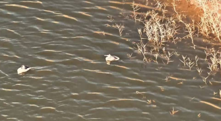 灰鹤飞抵盐池县哈巴湖自然保护区