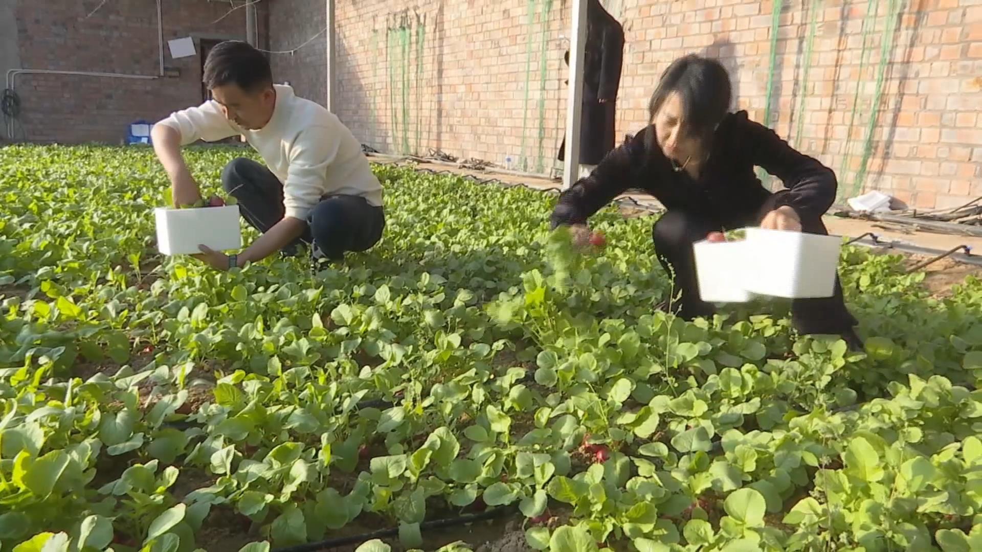 冬闲“棚不闲” 反季蔬菜拓宽群众增收渠道