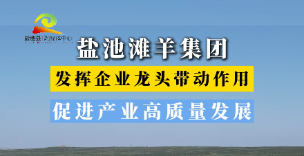 盐池滩羊集团发挥企业龙头带动作用促进产业高质量发展