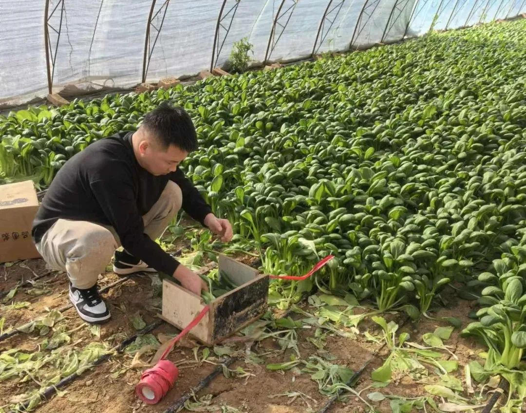 盐池县：青年致富带头人｜王波：把菜篮子变成金篮子