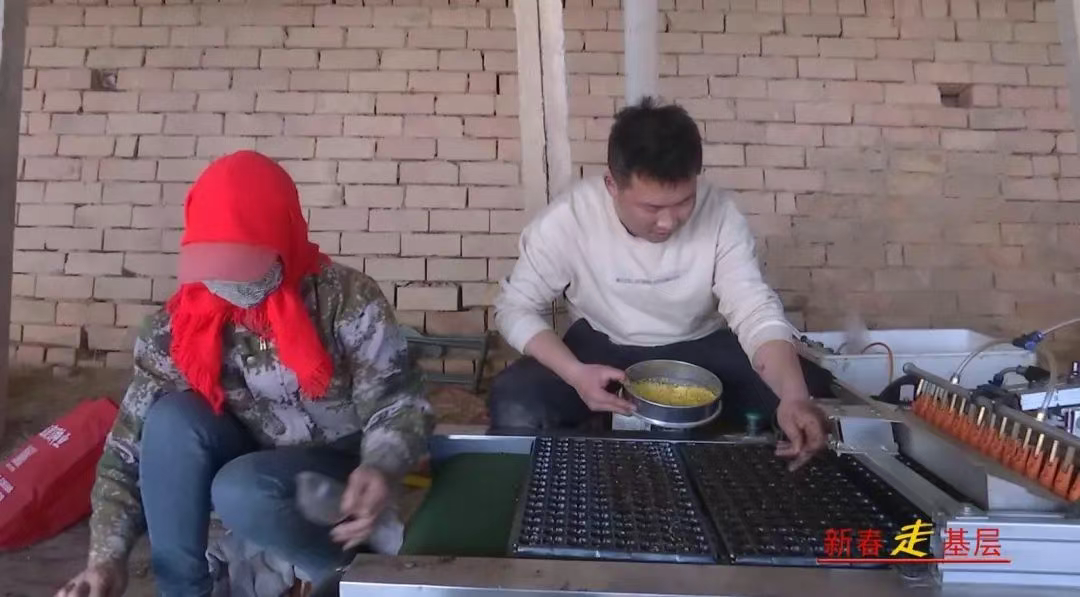 乡村振兴看盐池｜大棚育苗忙 “蔬”写春天的希望