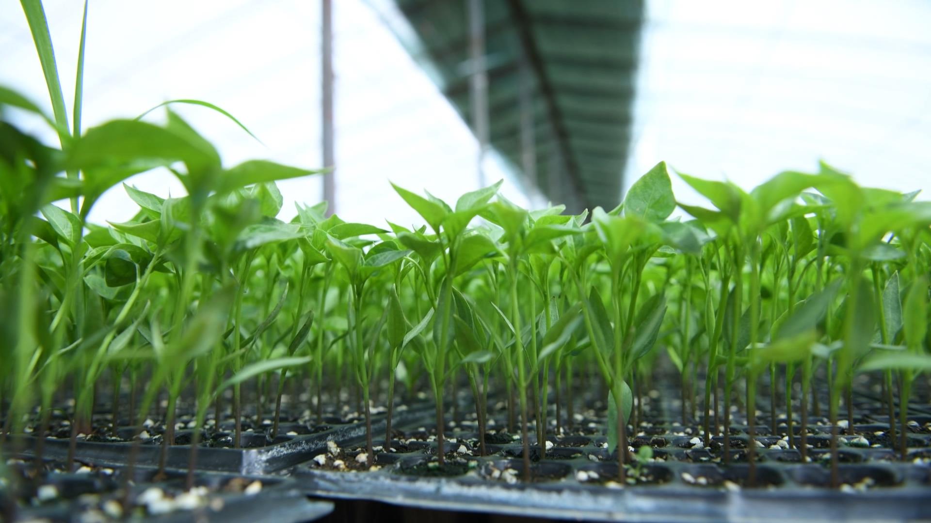 带回“技术经” 栽出致富苗