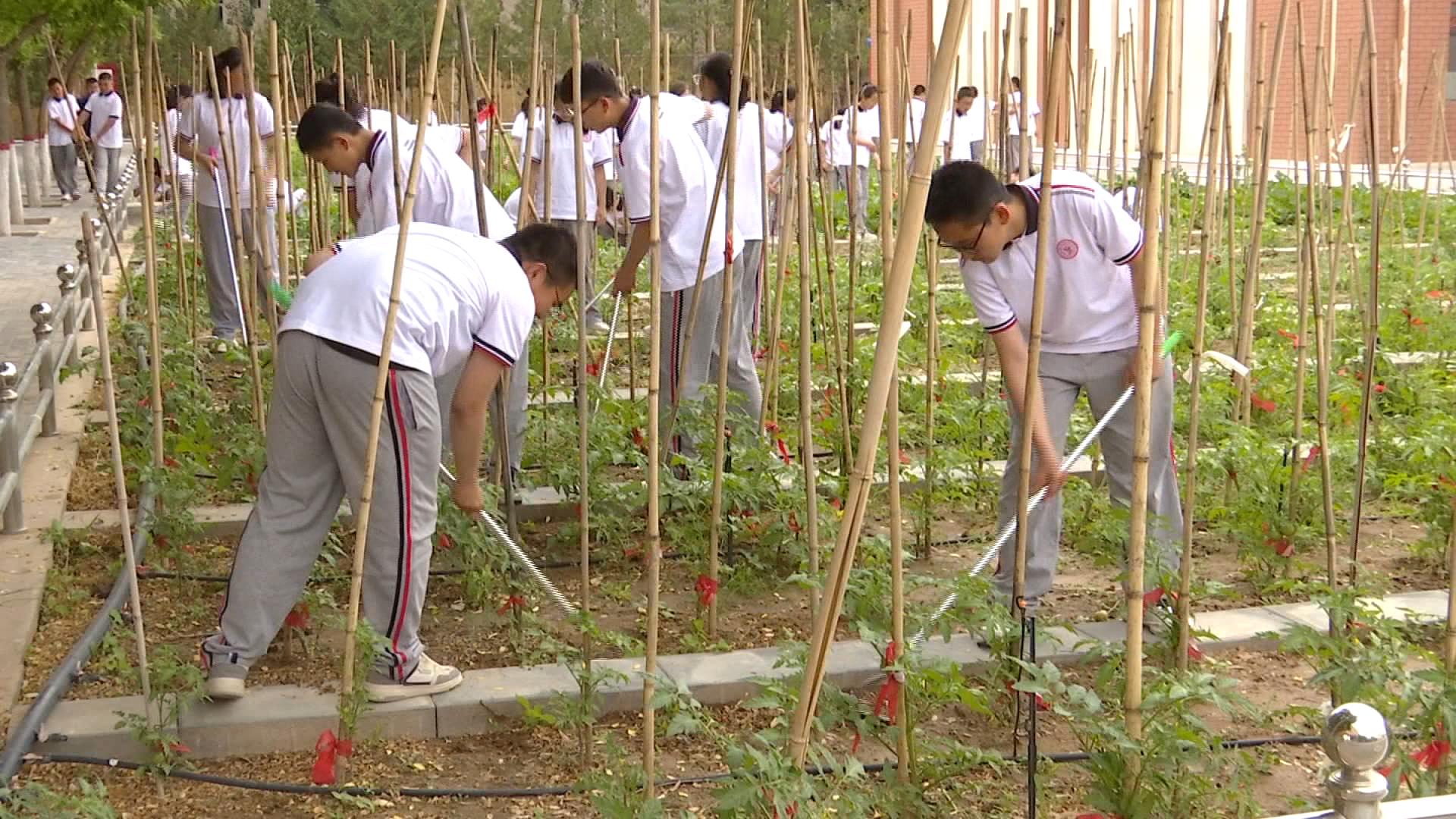 健体魄 塑习惯 润心智 我县擦亮“劳动+”教育新名片