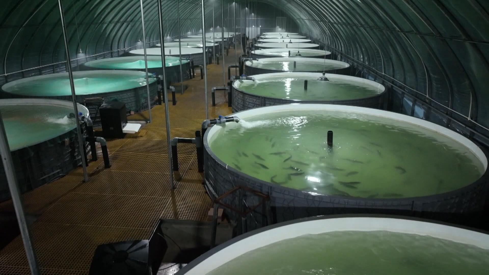 三文鱼 甘草溯源食品安全责任保险落地我县