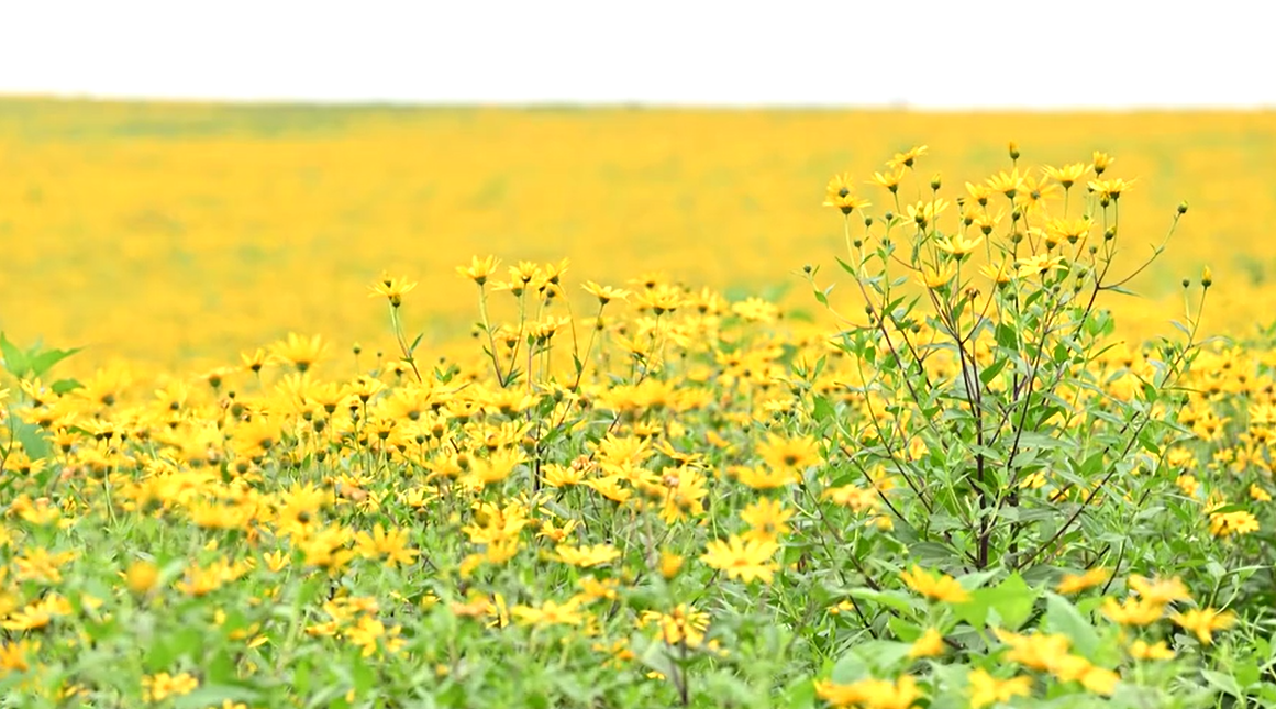 3000亩洋姜花开  成为增收富民“幸福花”