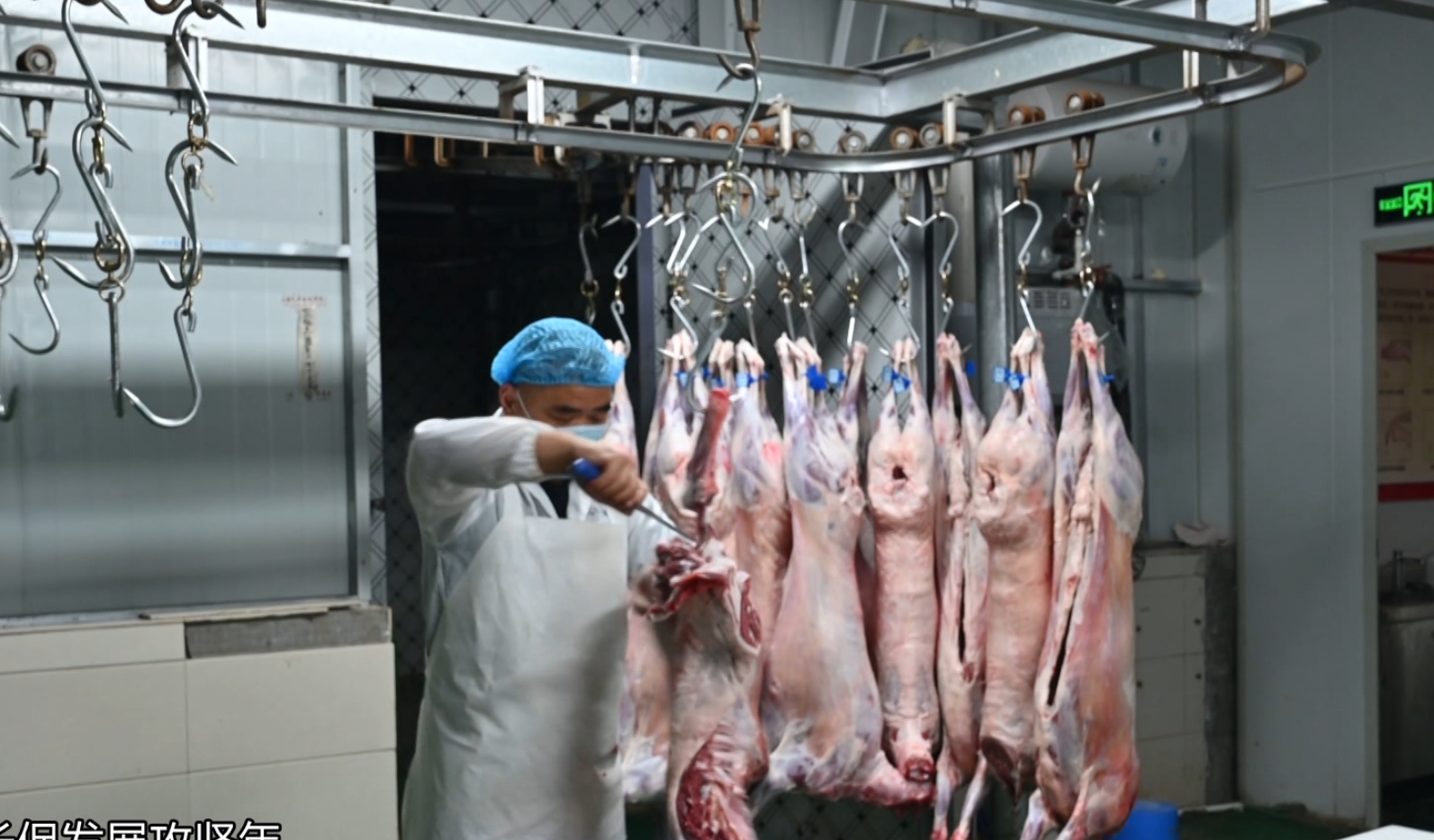 秋风送爽好时节  盐池滩羊肉香飘万家成“顶流”