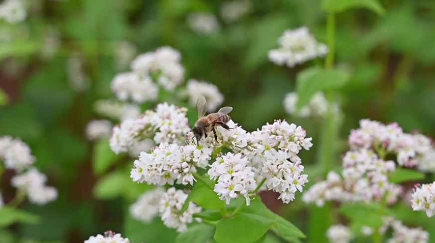 持续巩固脱贫攻坚成果 奋力推进乡村全面振兴 | 59万亩荞麦花“开”出丰收景