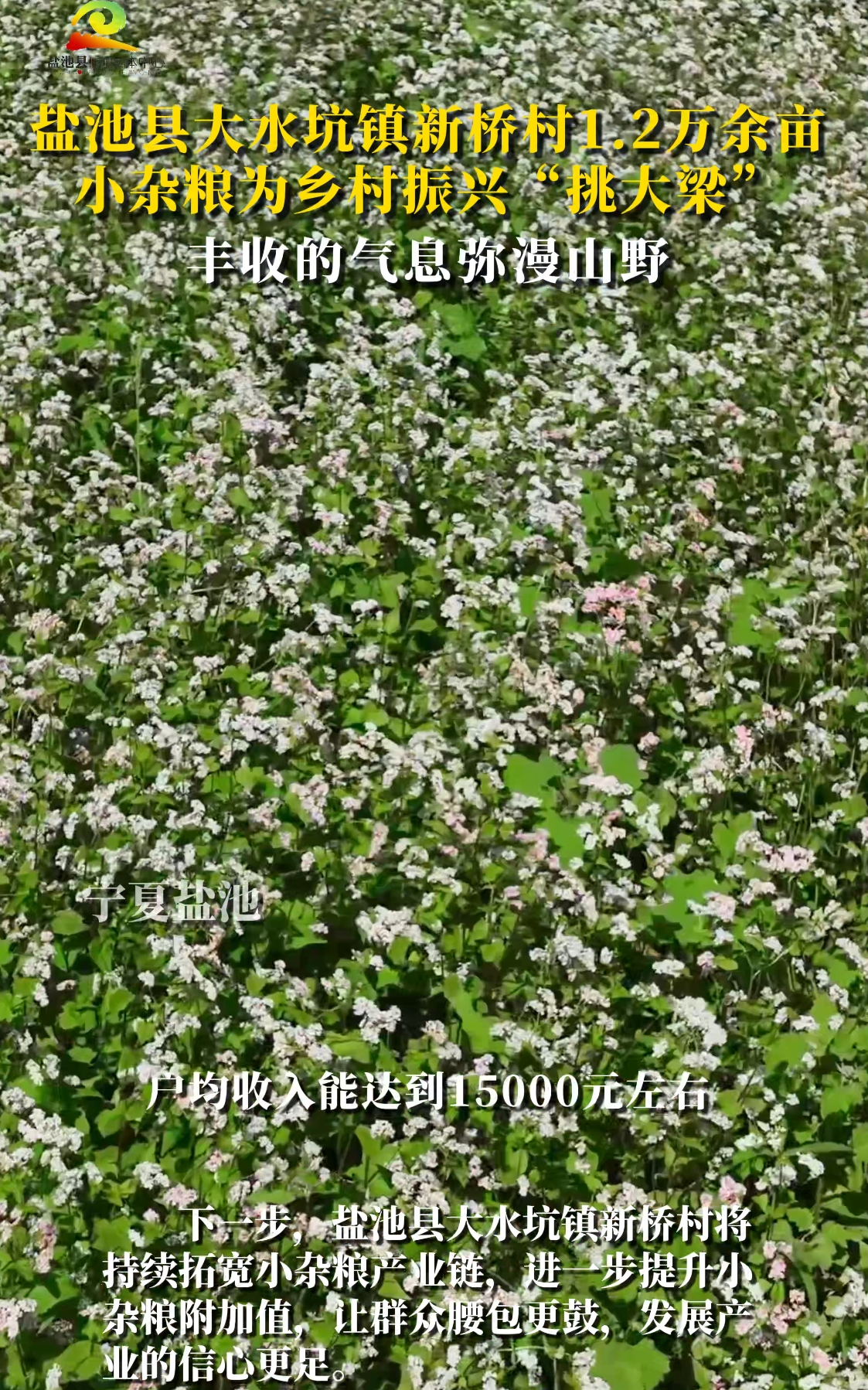 盐池县大水坑镇新桥村1.2万余亩 小杂粮为乡村振兴“挑大梁”